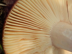 Russula robertii