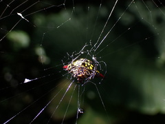 Gasteracantha sauteri