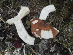 Russula robertii