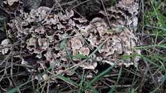 Chondrostereum purpureum