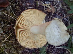 Russula robertii