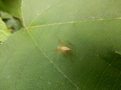 Oxyopes sertatus