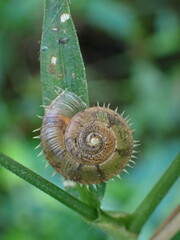 Plectotropis mackensii