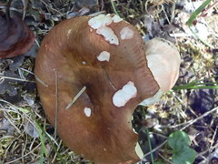 Russula robertii