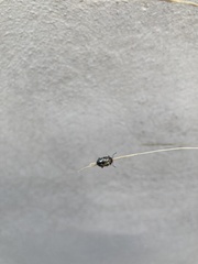 Zygogramma piceicollis