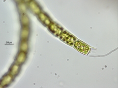 Microspora