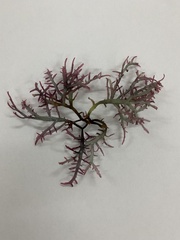 Rhodophyta