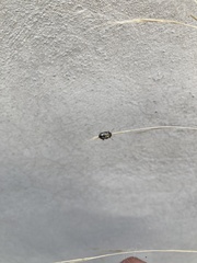 Zygogramma piceicollis