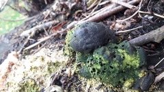 Daldinia concentrica