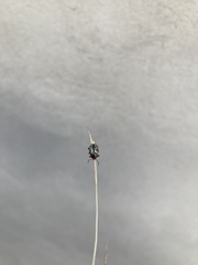 Zygogramma piceicollis