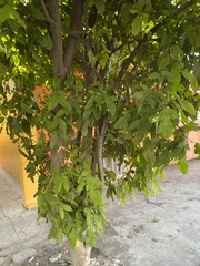 Ehretia tinifolia