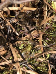 Lithobates septentrionalis