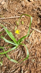 Hypoxis angustifolia buchananii