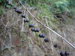 Polygonatum arisanense