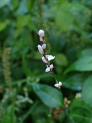 Persicaria jucunda