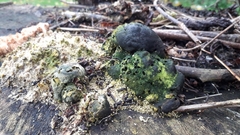 Daldinia concentrica