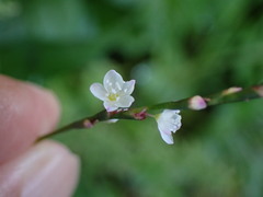 Persicaria jucunda