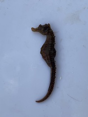 Hippocampus hippocampus