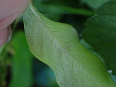 Persicaria jucunda
