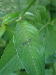 Persicaria jucunda