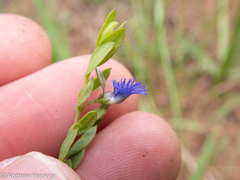 Polygala gerrardii