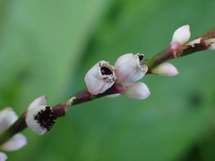 Persicaria jucunda