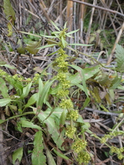 Rumex palustris