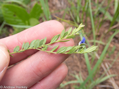 Polygala gerrardii