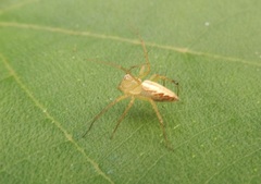 Oxyopes sertatus