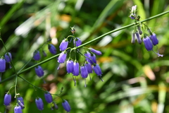 Adenophora triphylla