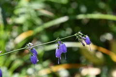 Adenophora triphylla