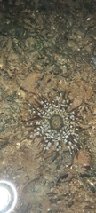 Anthopleura anjunae