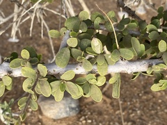 Maerua crassifolia