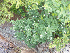 Dais cotinifolia