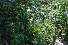 Adenophora triphylla