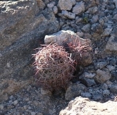 Echinomastus johnsonii