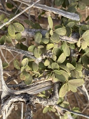 Maerua crassifolia