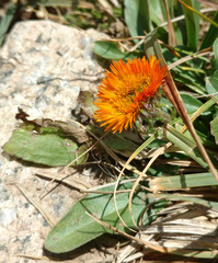 Erigeron aurantiacus