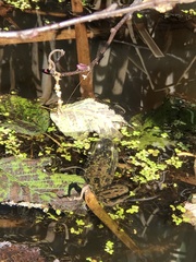 Lithobates septentrionalis