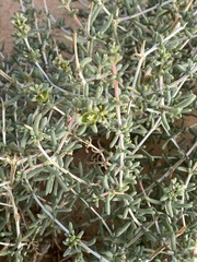 Nucularia perrinii