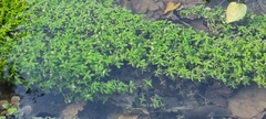 Callitriche