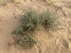 Nucularia perrinii