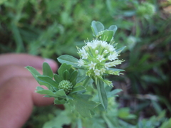 Acicarpha tribuloides