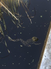 Lithobates septentrionalis