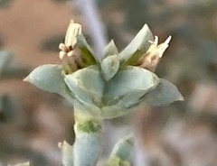 Nucularia perrinii
