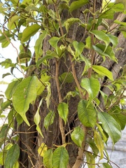 Maclura tinctoria