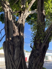 Maclura tinctoria