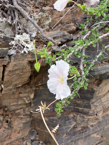 Monsonia vanderietiae (L. Bolus) F.Albers 3