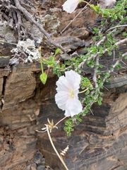 Monsonia