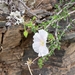 Monsonia vanderietiae - Photo (c) Sibahle Precious Gumede, some rights reserved (CC BY-NC), uploaded by Sibahle Precious Gumede